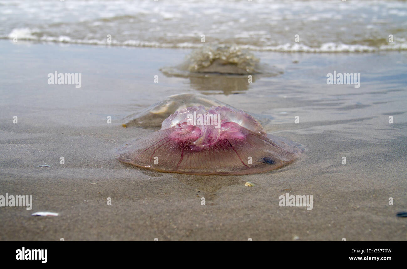 Luna medusa (Aurelia aurita), si è incagliata sulla spiaggia Foto Stock