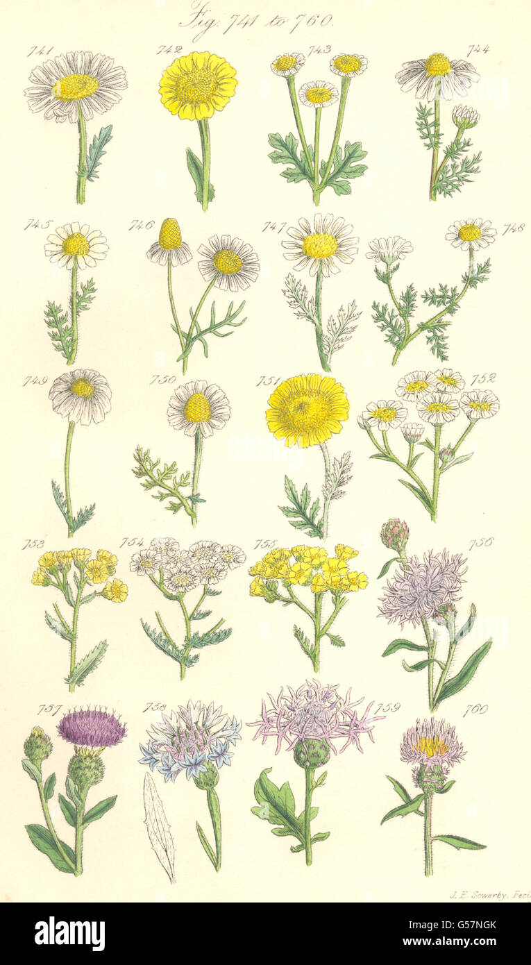 Fiori Selvatici: Calendula Matricale Camomilla Yarrow Achillea fiordaliso. SOWERBY, 1890 Foto Stock