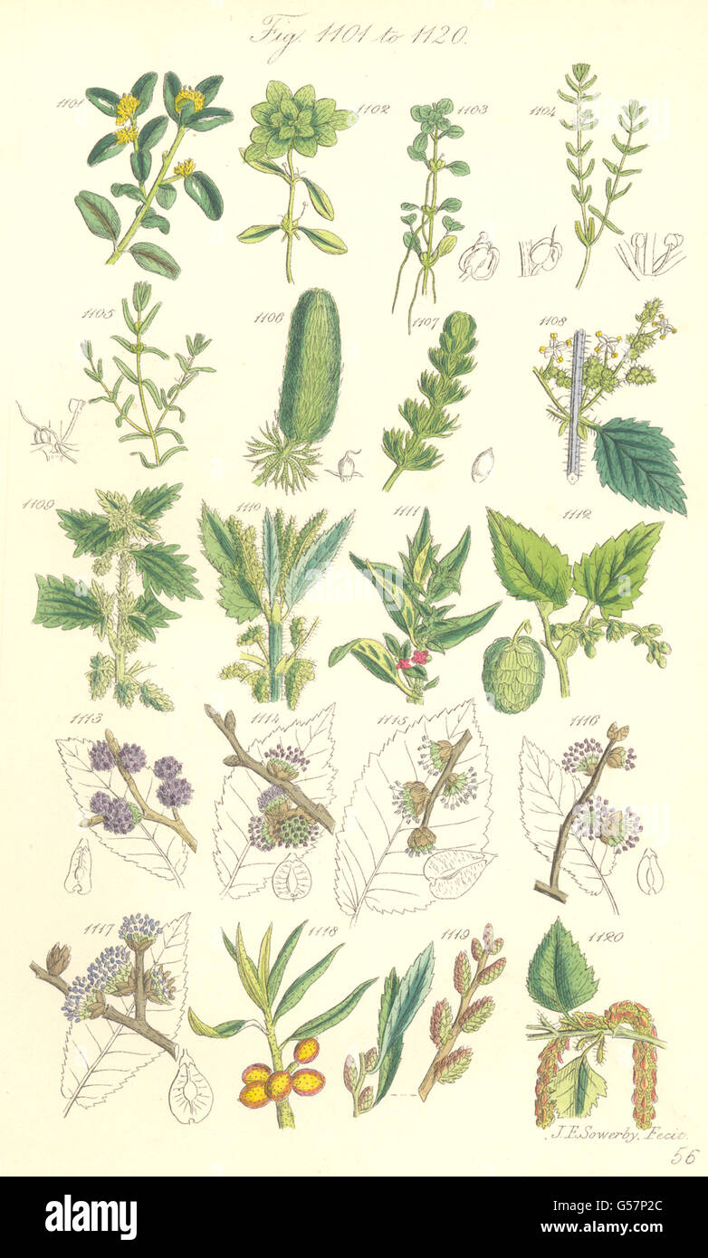 Fiori Selvatici:Box Starwort Ortica Pellitory Hop Elm Thorn Gale Birch.SOWERBY 1890 Foto Stock