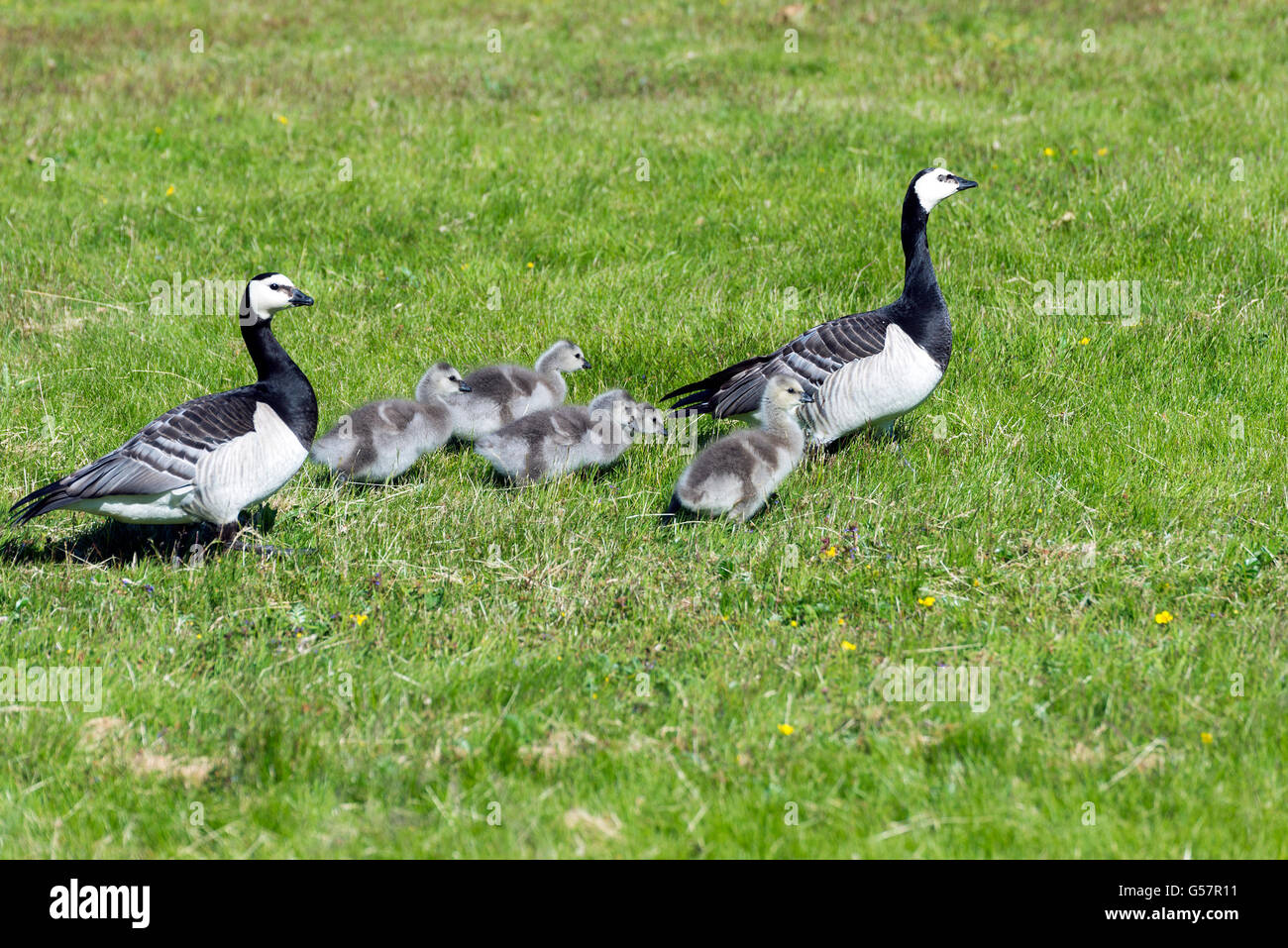 Oche canadesi a Helsinki in Finlandia Foto Stock