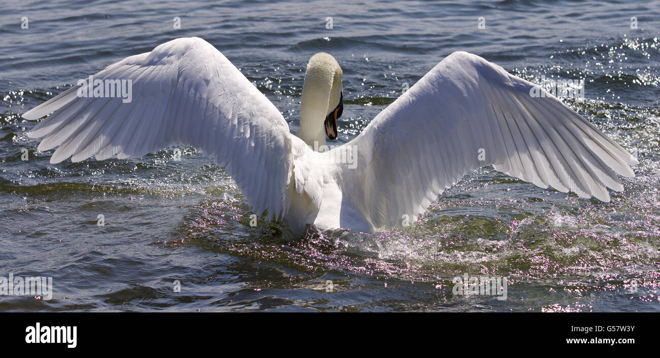 Incredibile ali del bellissimo cigno Foto Stock