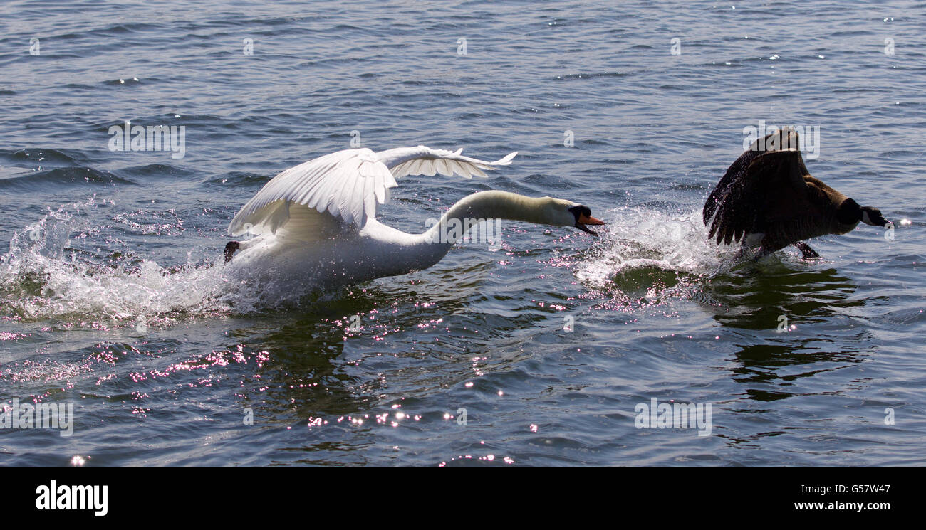 Amazing Photo del cigno arrabbiato che attacca il Canada Goose Foto Stock