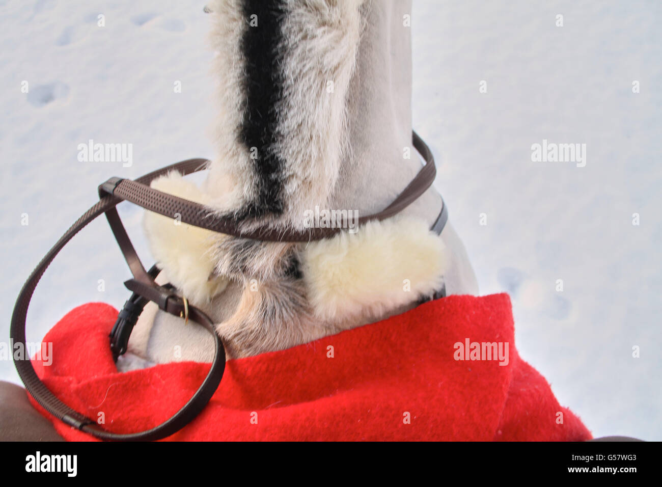 Serie di immagine di una ragazza con il suo fiordo norvegese cavallo, entrambi in xmas outfit equitazione in un paesaggio invernale Foto Stock