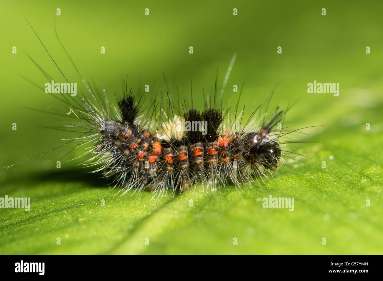 Vaporer tarma (Orgyia antiqua) early instar caterpillar. Colorato hairy larva nella famiglia Erebidae, sottofamiglia Lymantriinae Foto Stock