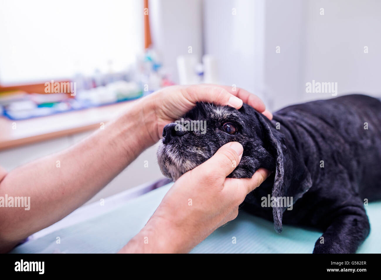 Veterinario presso la clinica veteringary esaminando cane con mal di occhio. Foto Stock