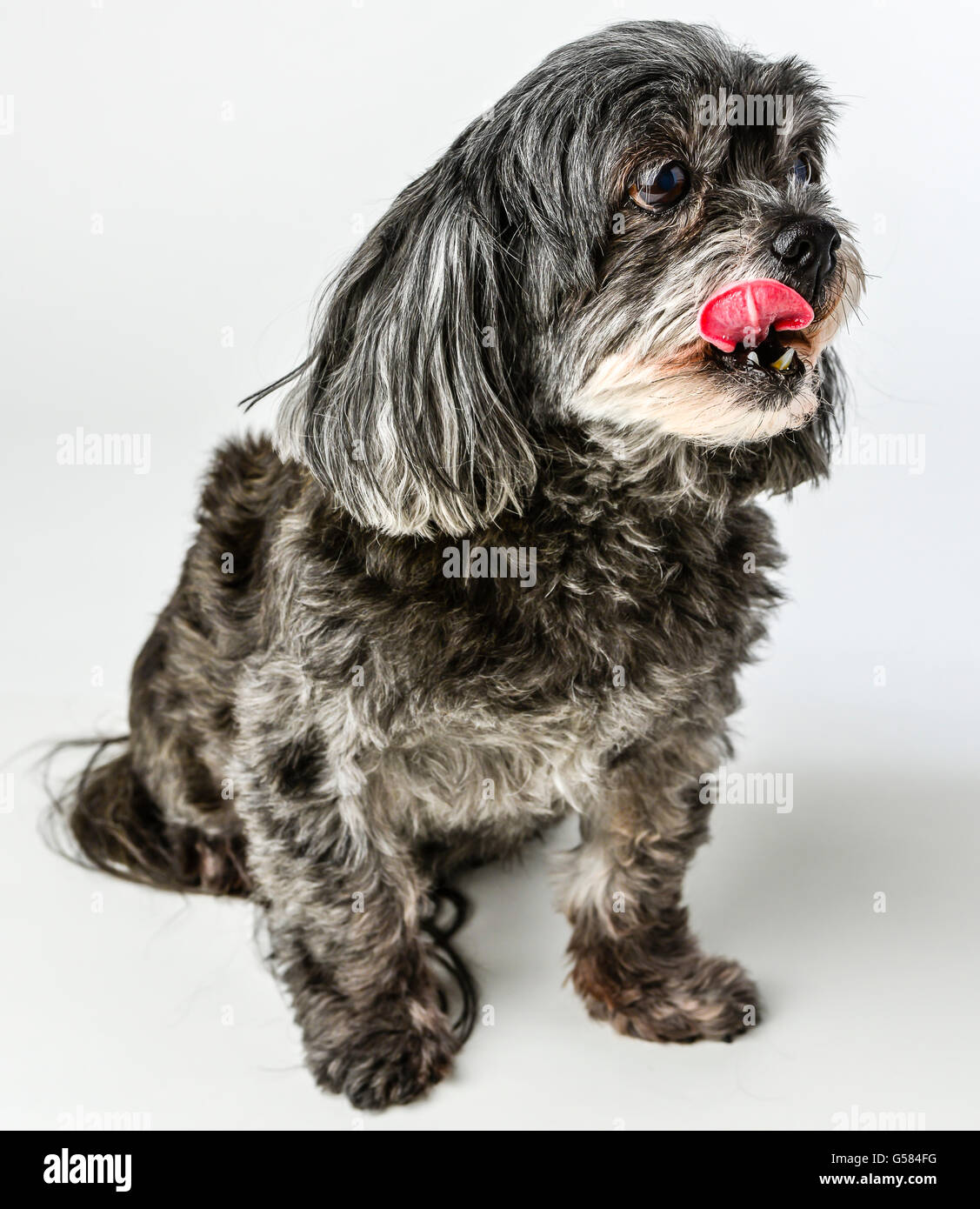 Un adorabile dark tri-color di razza mista piccolo cane con la lingua di fuori in posa e sorridente su sfondo bianco Foto Stock
