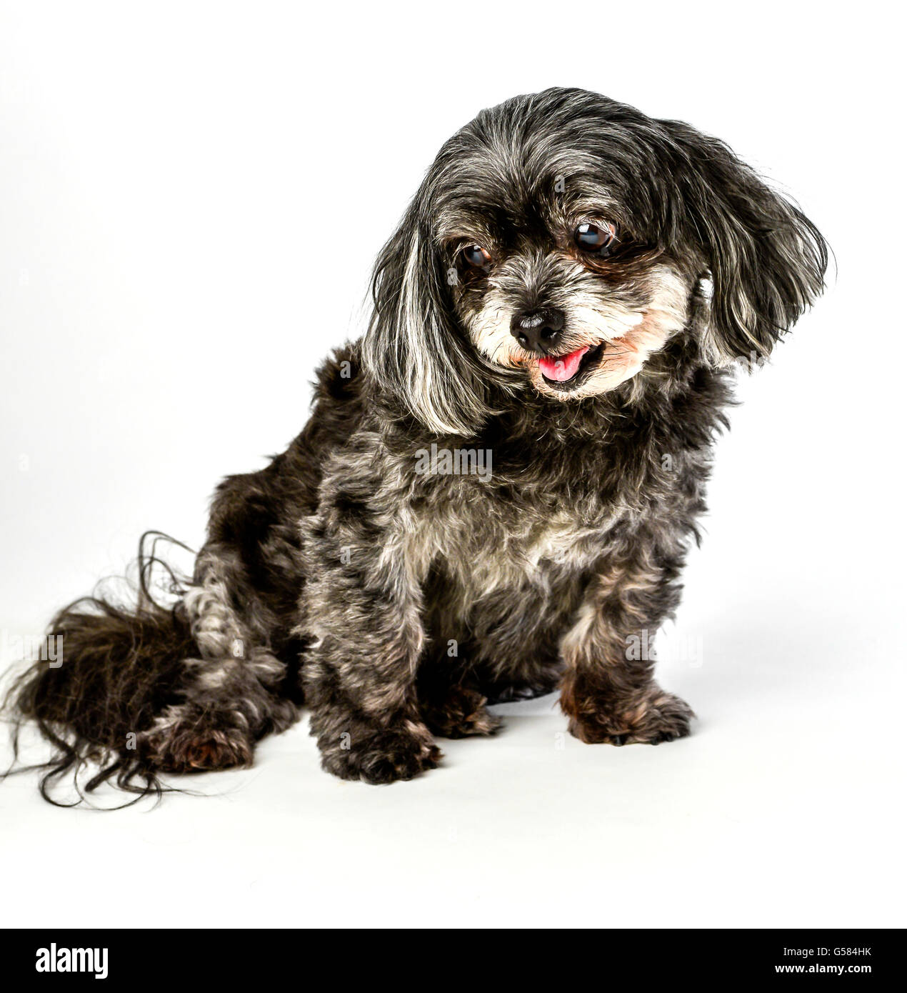 Un adorabile dark tri-color di razza mista piccolo cane con la lingua di fuori in posa e sorridente su sfondo bianco Foto Stock