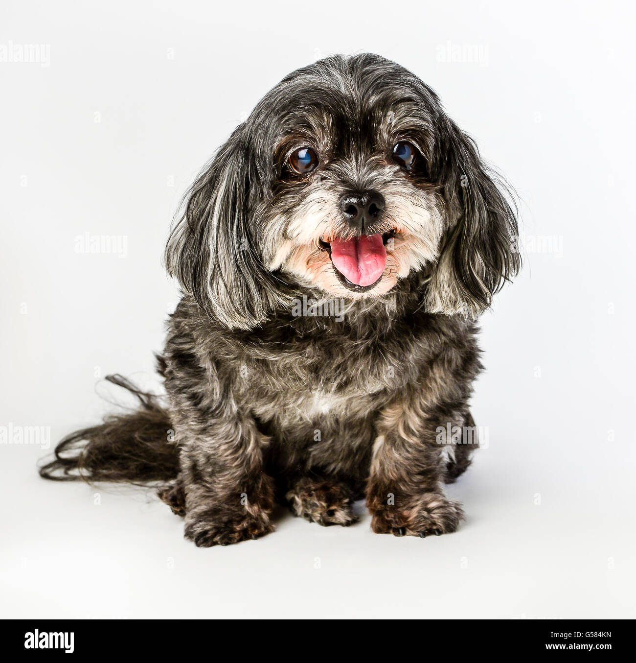 Un adorabile dark tri-color di razza mista piccolo cane con la lingua di fuori in posa e sorridente su sfondo bianco Foto Stock