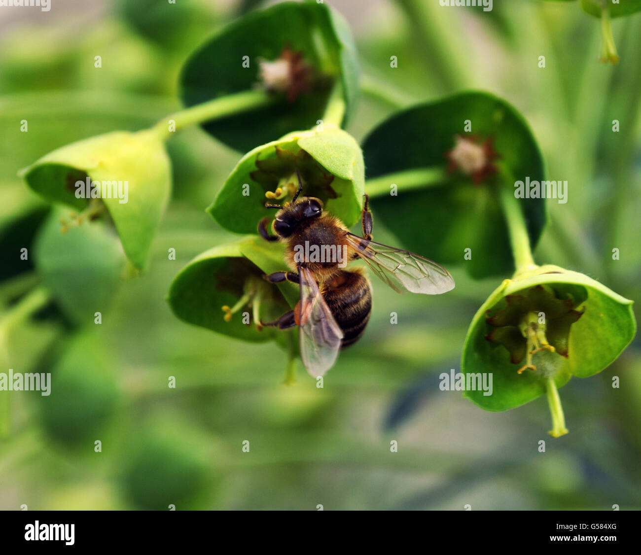 Un'ape raccogliere il polline Foto Stock