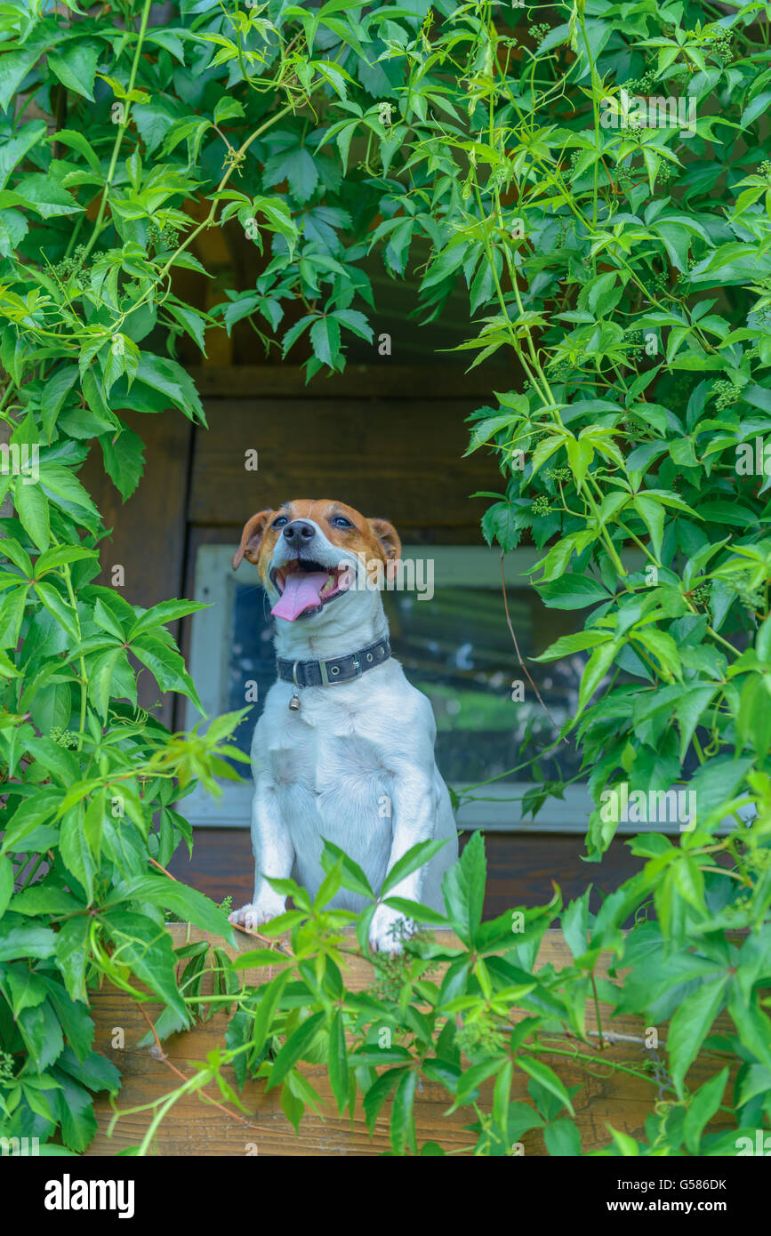 Cane sorridente sul treehouse. L'estate! Foto Stock