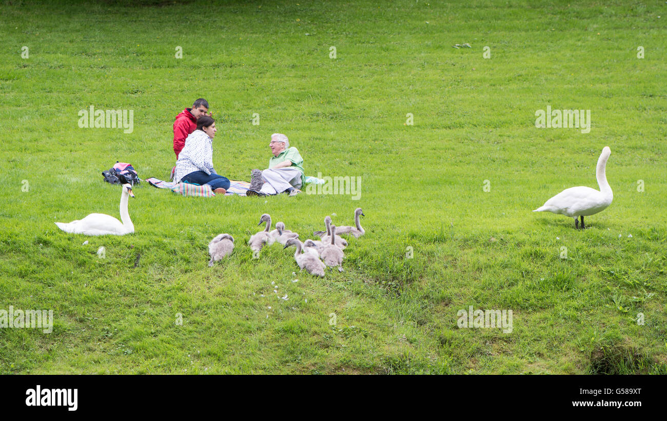 Famiglia di cigni da persone aventi un picnic. Una coppia di cigni (Cygnus olor) con grandi cygnets da un gruppo di persone mangiare Foto Stock