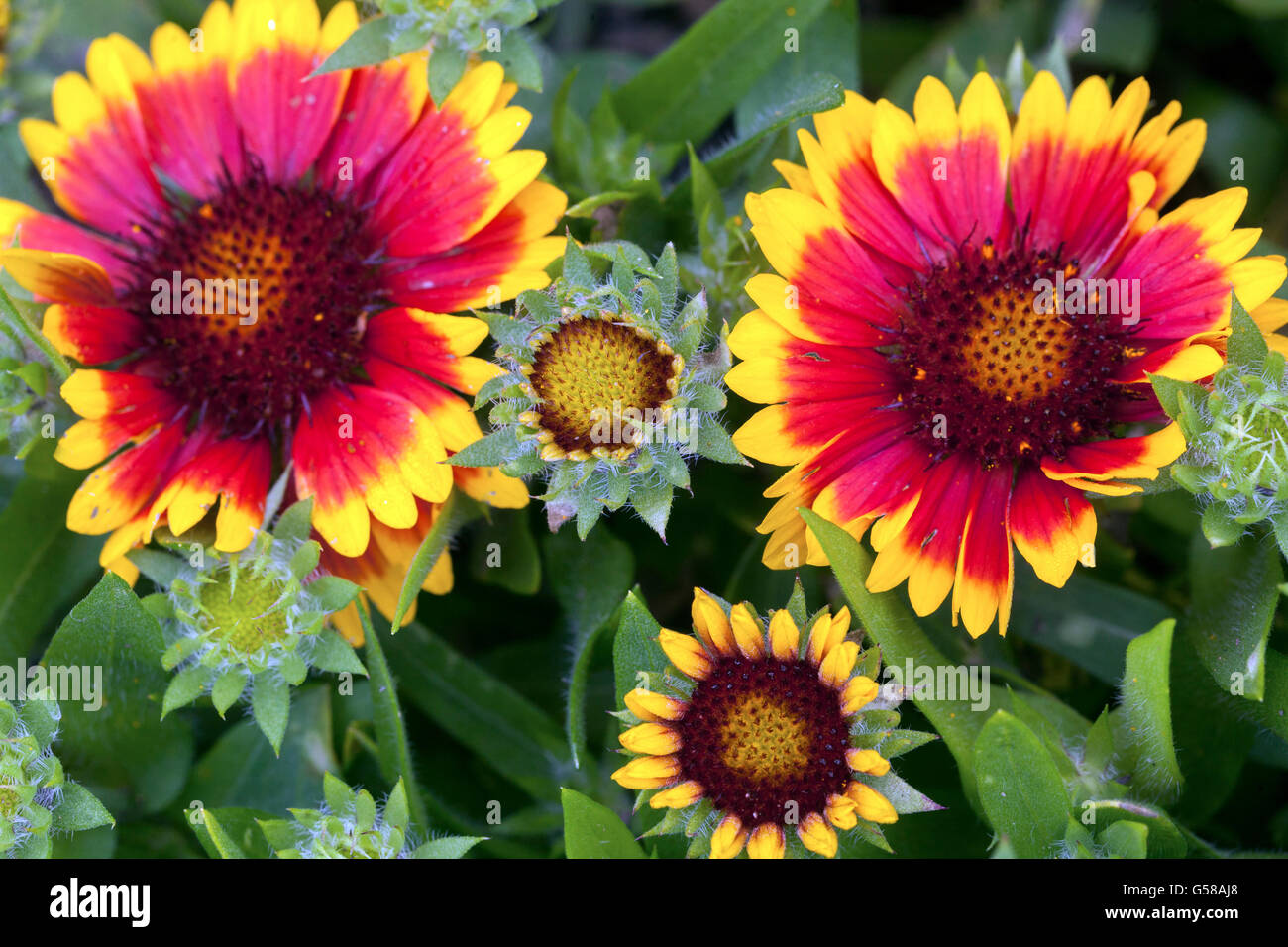 Aristata Galliardia " Arizona Sun", blanketflower Foto Stock