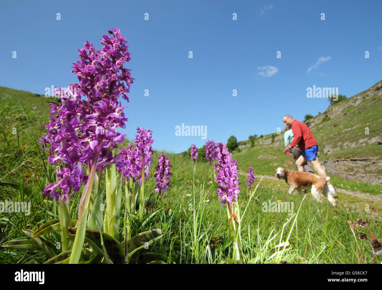 Le prime orchidee viola. Gli escursionisti passano le prime orchidee viola selvatiche su un sentiero attraverso Cressbrook Dale, Peak District National Park, Derbyshire, Regno Unito Foto Stock