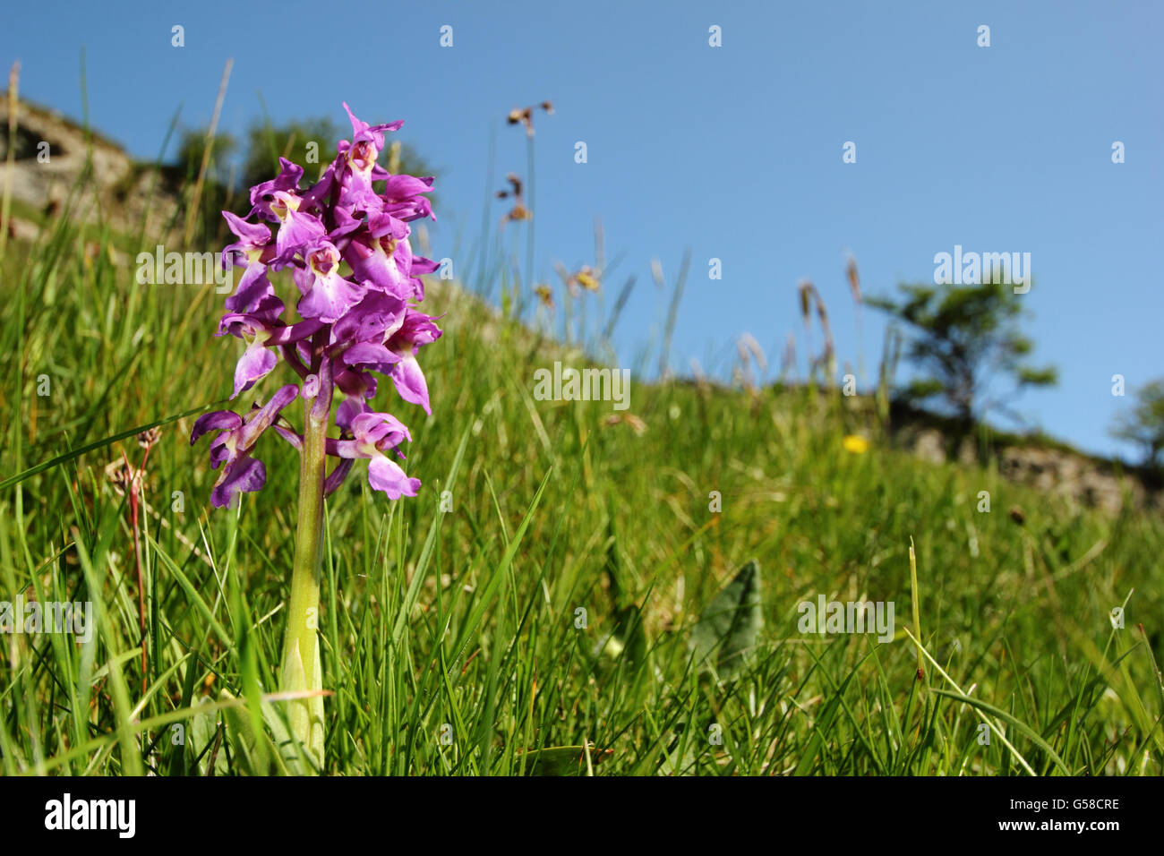 Un inizio di orchidea viola (Orchis mascula) in calcare habitat prativi, Cressbrook Dale, Peak District NP Derbyshire UK UE - Maggio Foto Stock