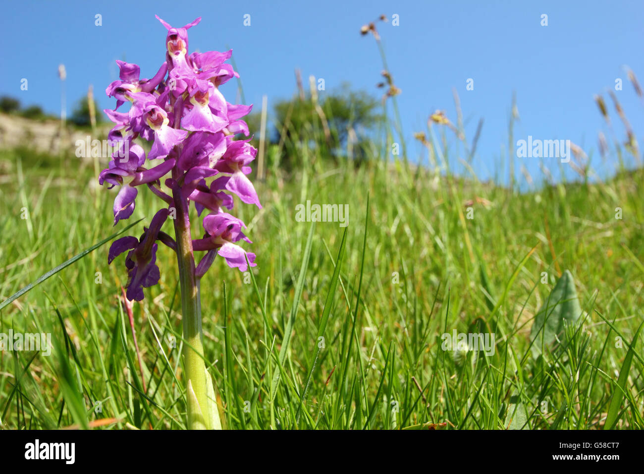 Un inizio di orchidea viola (Orchis mascula) in calcare habitat prativi, Cressbrook Dale, Peak District NP Derbyshire UK UE - Maggio Foto Stock