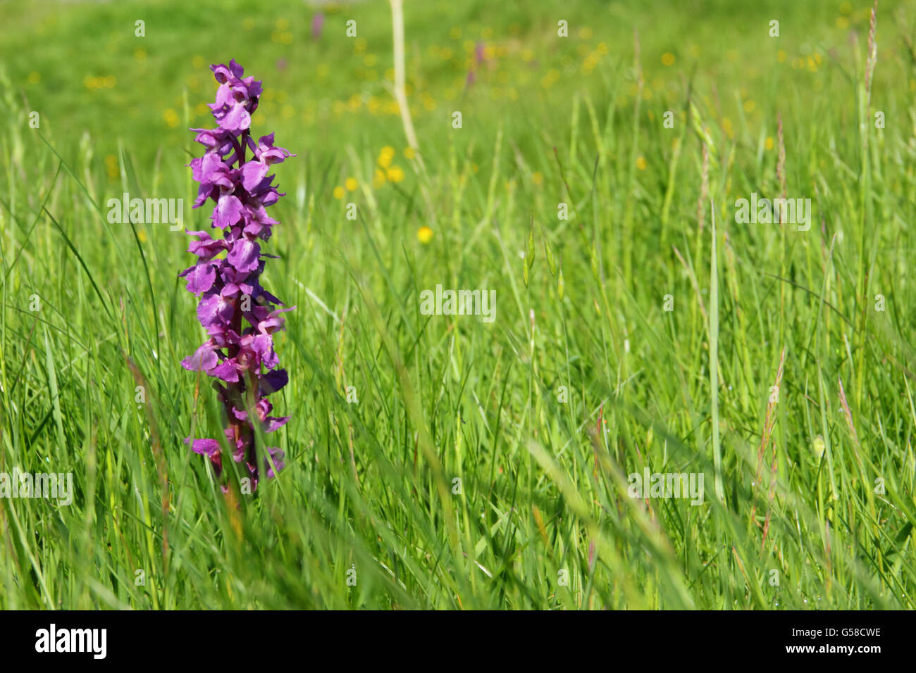 Un inizio di orchidea viola (Orchis mascula) fiori in calcare indisturbato la prateria, Parco Nazionale di Peak District DERBYSHIRE REGNO UNITO Foto Stock