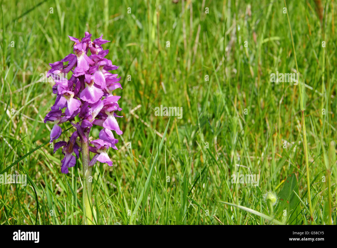 Un inizio di orchidea viola (Orchis mascula) fiori in calcare indisturbato la prateria, Parco Nazionale di Peak District DERBYSHIRE REGNO UNITO Foto Stock