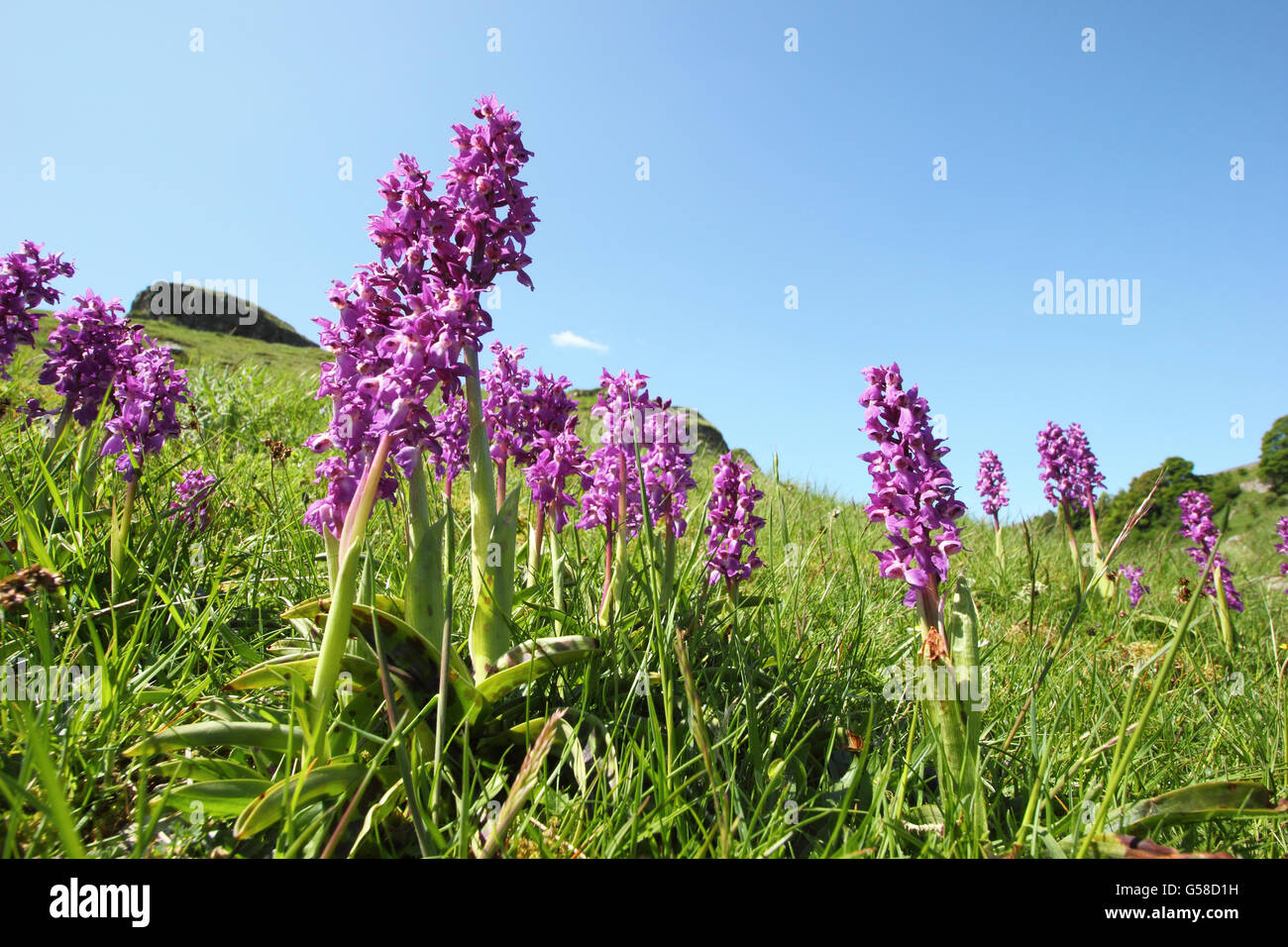 Inizio orchidee viola (Orchis mascula) in Cressbrook Dale; un calcare habitat prativi, Peak District NP Englandd DERBYSHIRE REGNO UNITO Foto Stock