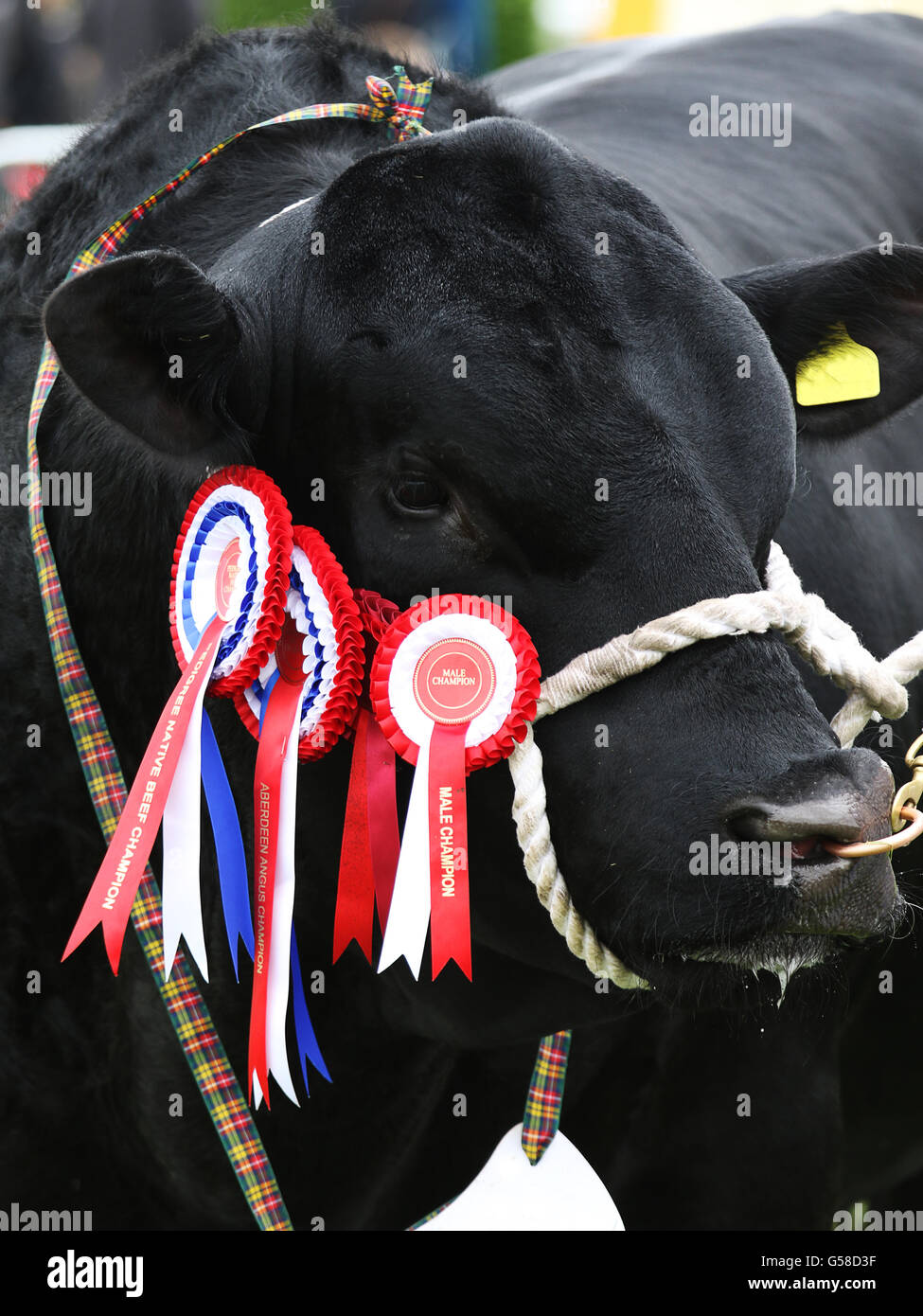 Champion Aberdeen Angus bull al 2016 la contea di Northumberland Show a Bywell in Northumberland, Inghilterra. Foto Stock