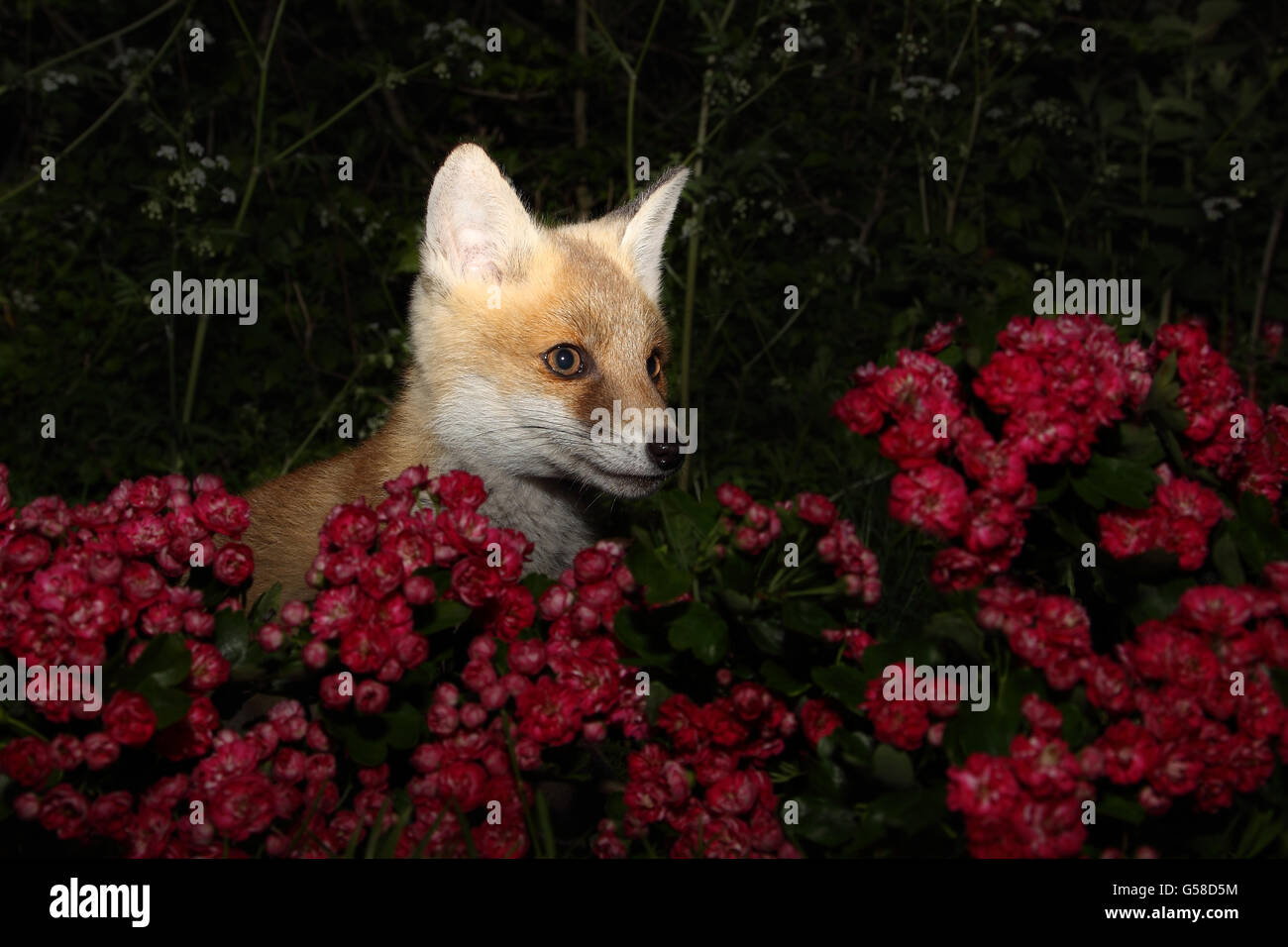 Fox Cub in fiori Foto Stock