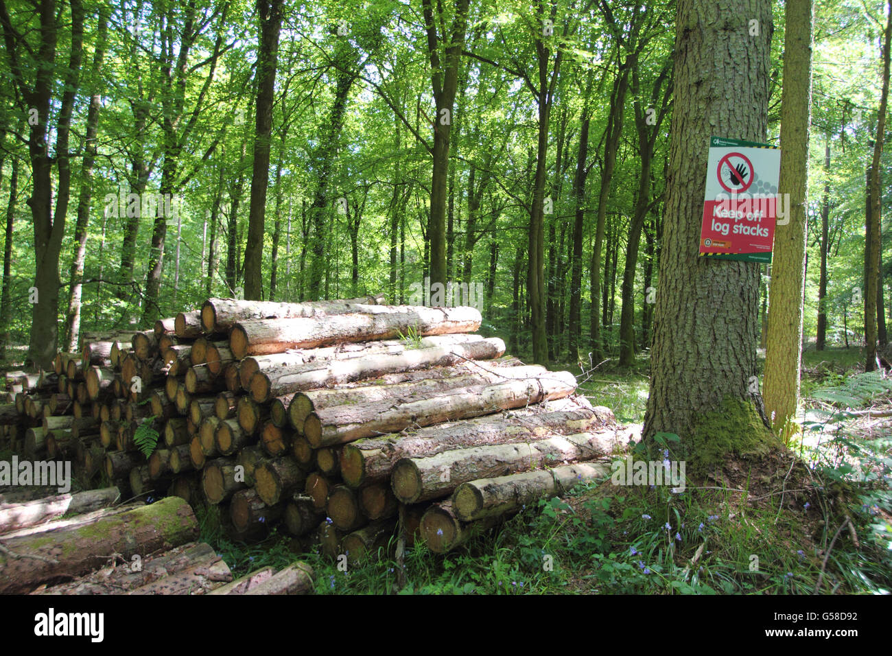 Una pila di tronchi in commissione forestale boschi gestiti a Beechenhurst nella Foresta di Dean vicino a Coleford, Gloucestershire, Regno Unito Foto Stock