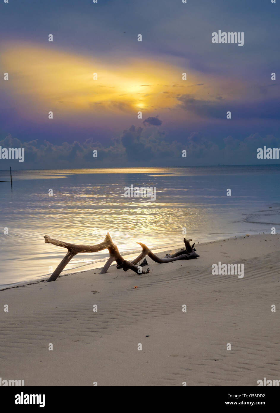 Lo Snag sulla spiaggia vicino al mare di bellissima alba al tramonto. Foto Stock