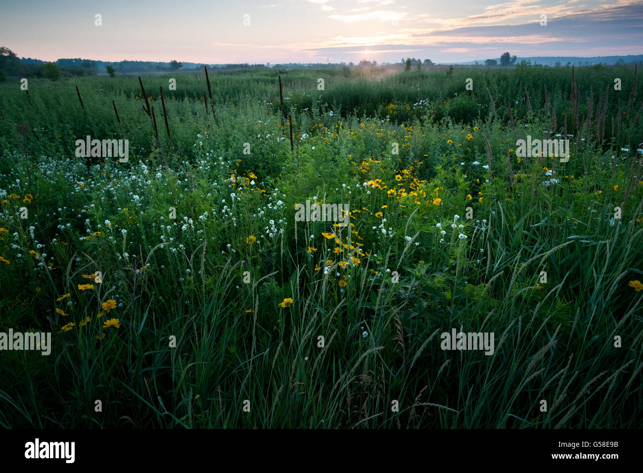 Un campo di fiori selvatici in inizio di mattina di sole. Foto Stock