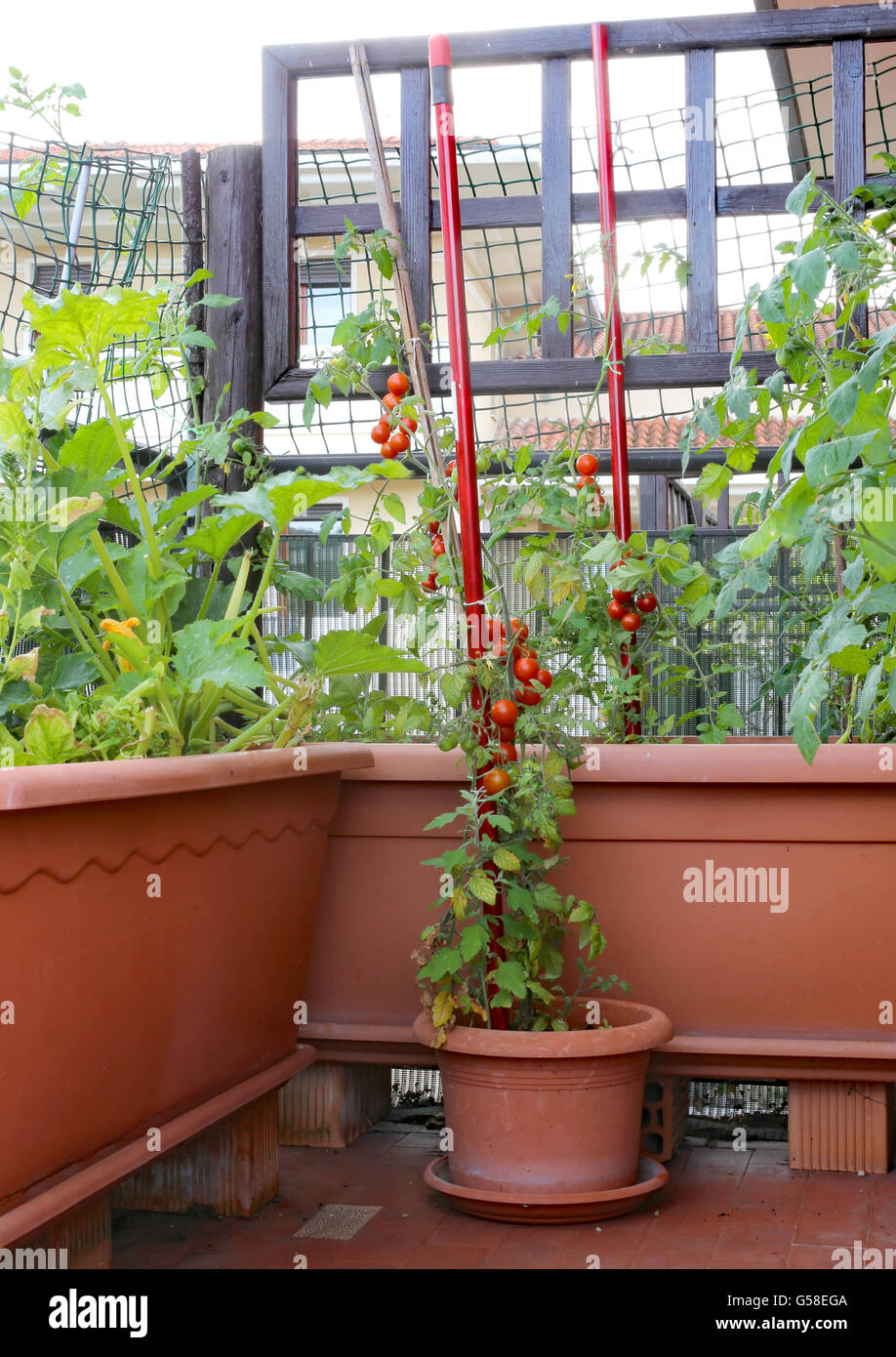 Pomodori rossi e zucchine in grandi vasi di un giardino urbano nel balcone Foto Stock