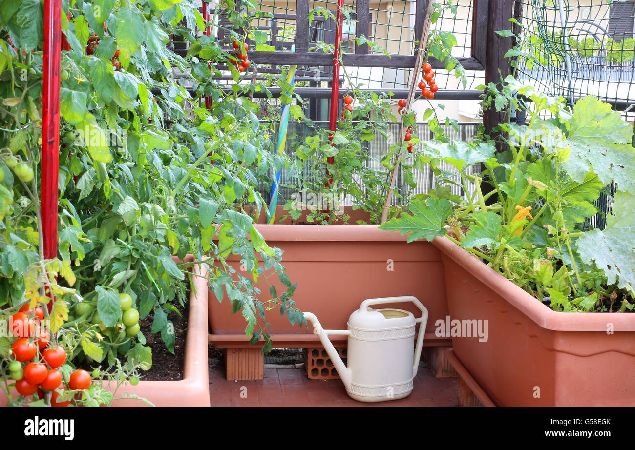 Annaffiatoio e grandi vasi con piante di pomodori rossi in un piccolo giardino urbano Foto Stock