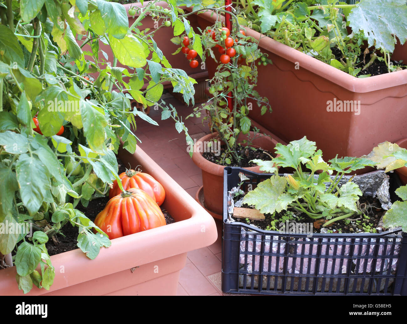 Le piante di pomodori rossi e zucchine in grandi vasi di un giardino urbano nel balcone della casa in città Foto Stock