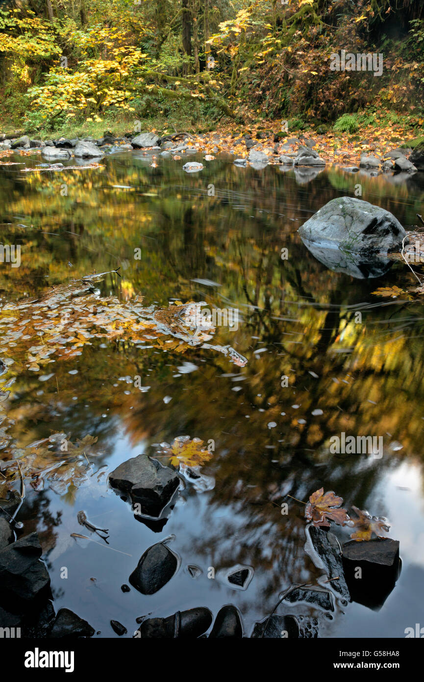 WA12825-00...WASHINGTON - foglie grandi foglie di acero riflettendo in Cedar Creek vicino al bosco. Foto Stock