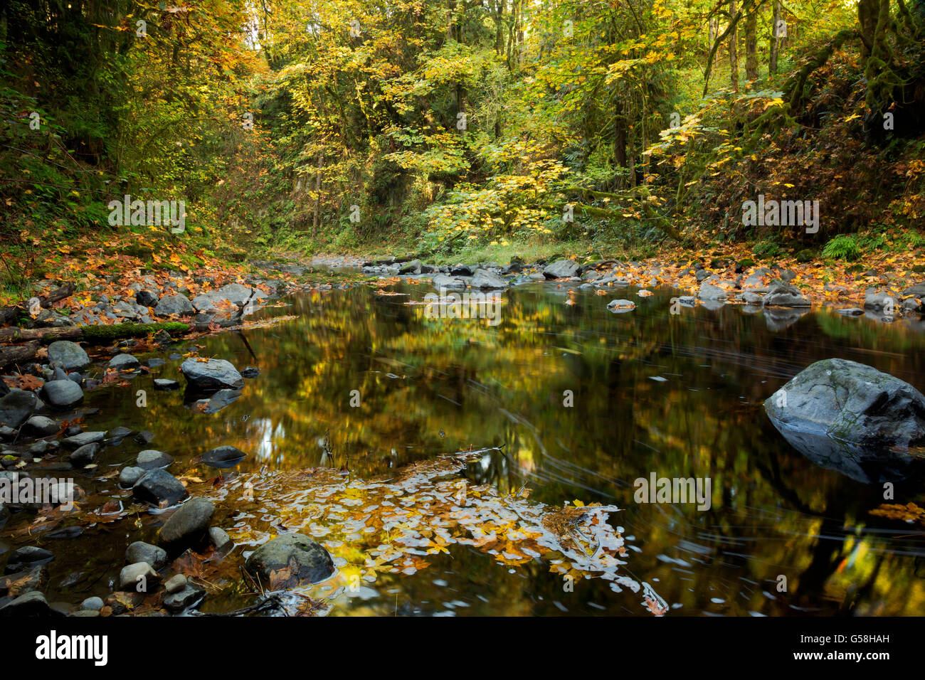 WA12826-00...WASHINGTON - foglie grandi foglie di acero riflettendo in Cedar Creek vicino al bosco. Foto Stock