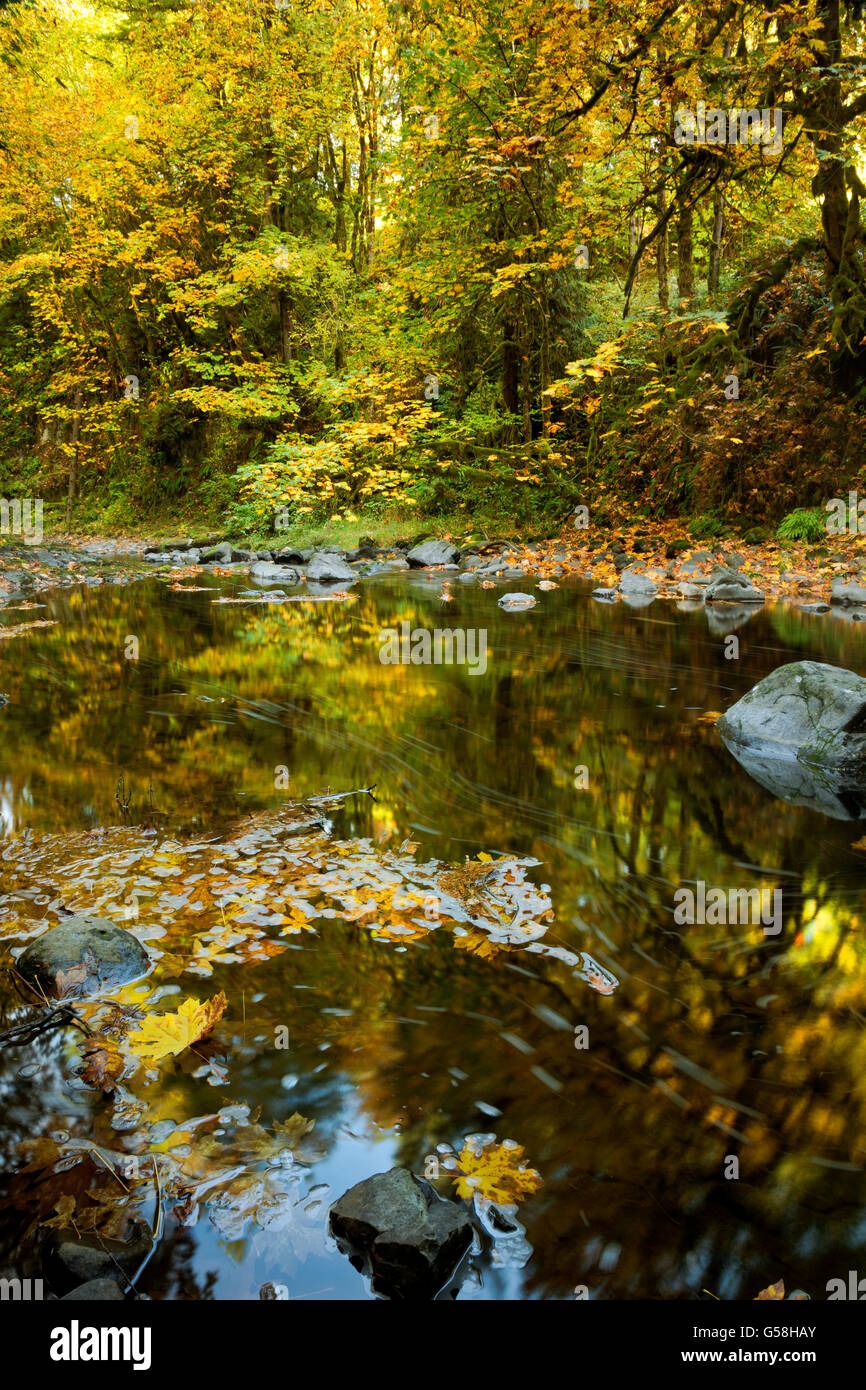 WA12827-00...WASHINGTON - foglie grandi foglie di acero riflettendo in Cedar Creek vicino al bosco. Foto Stock