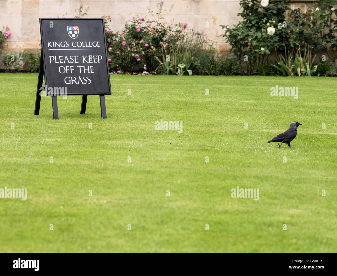 Bird ignora segno per mantenere off prato in corrispondenza della parte anteriore del King's College, Università di Cambridge, Inghilterra. Foto Stock