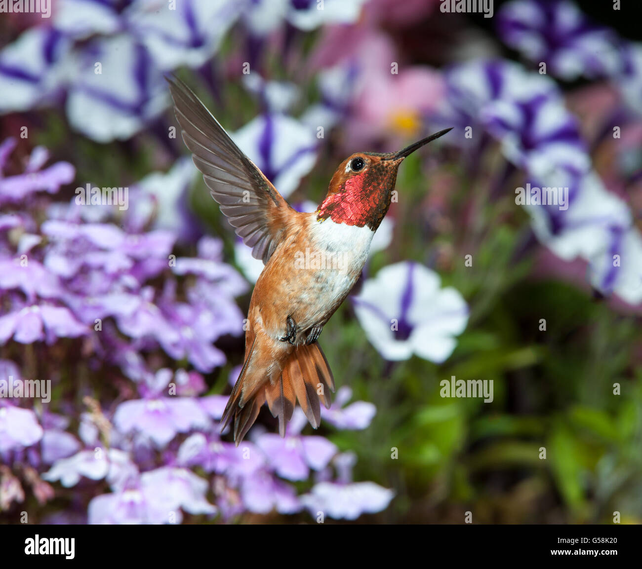 Voce maschile Rufous Hummingbird (Selasphorus rufus) alimentazione Foto Stock