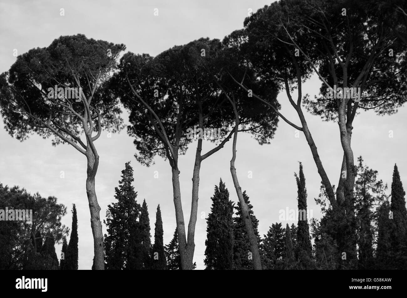 Tre alberi in un giardino Foto Stock