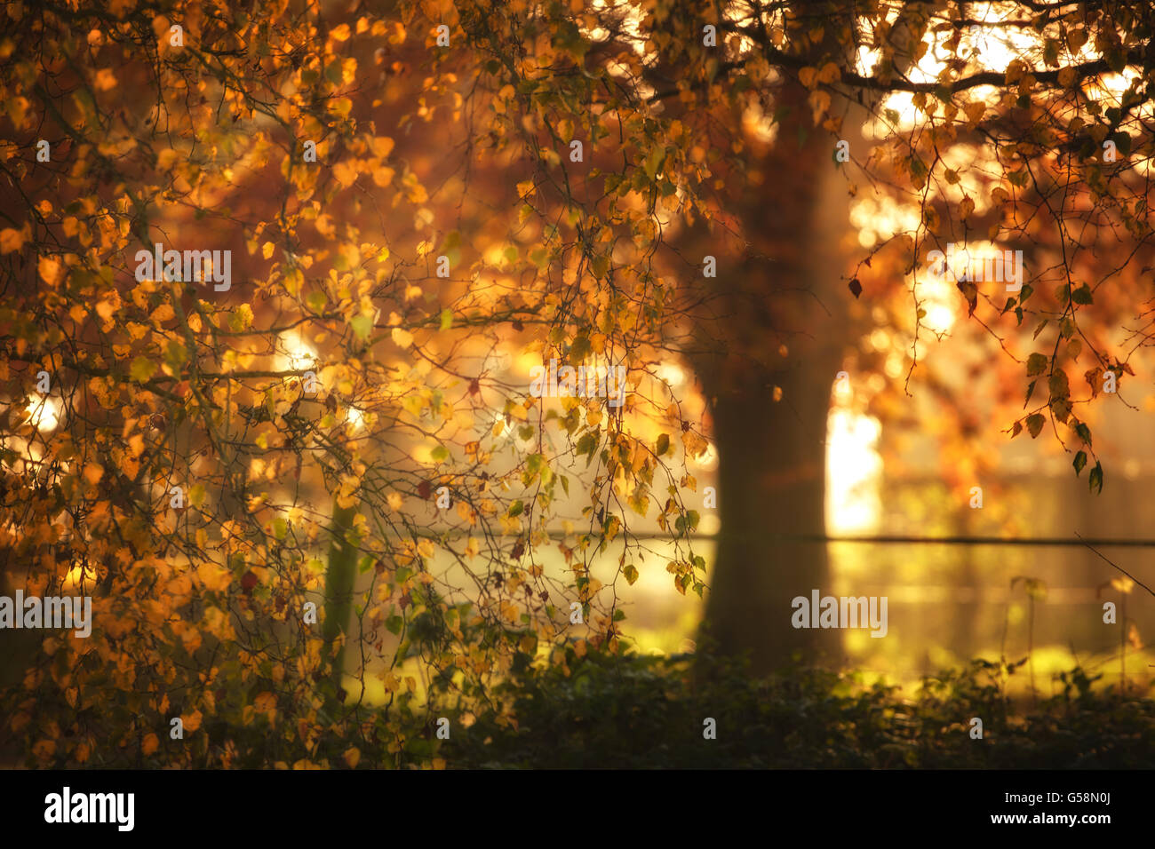 Il rame Faggio in autunno Foto Stock