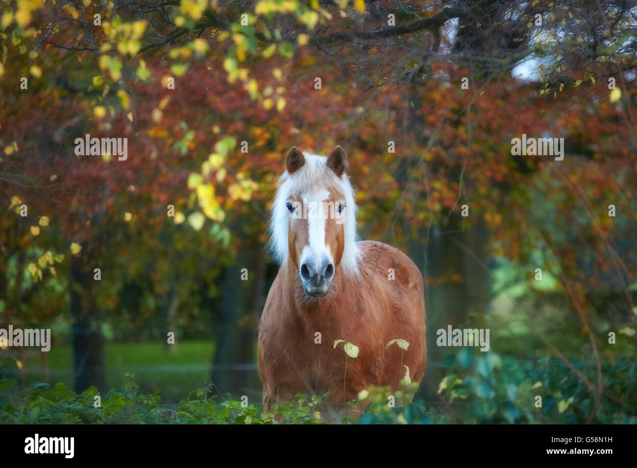 Cavalli di Razza Haflinger in autunno Foto Stock