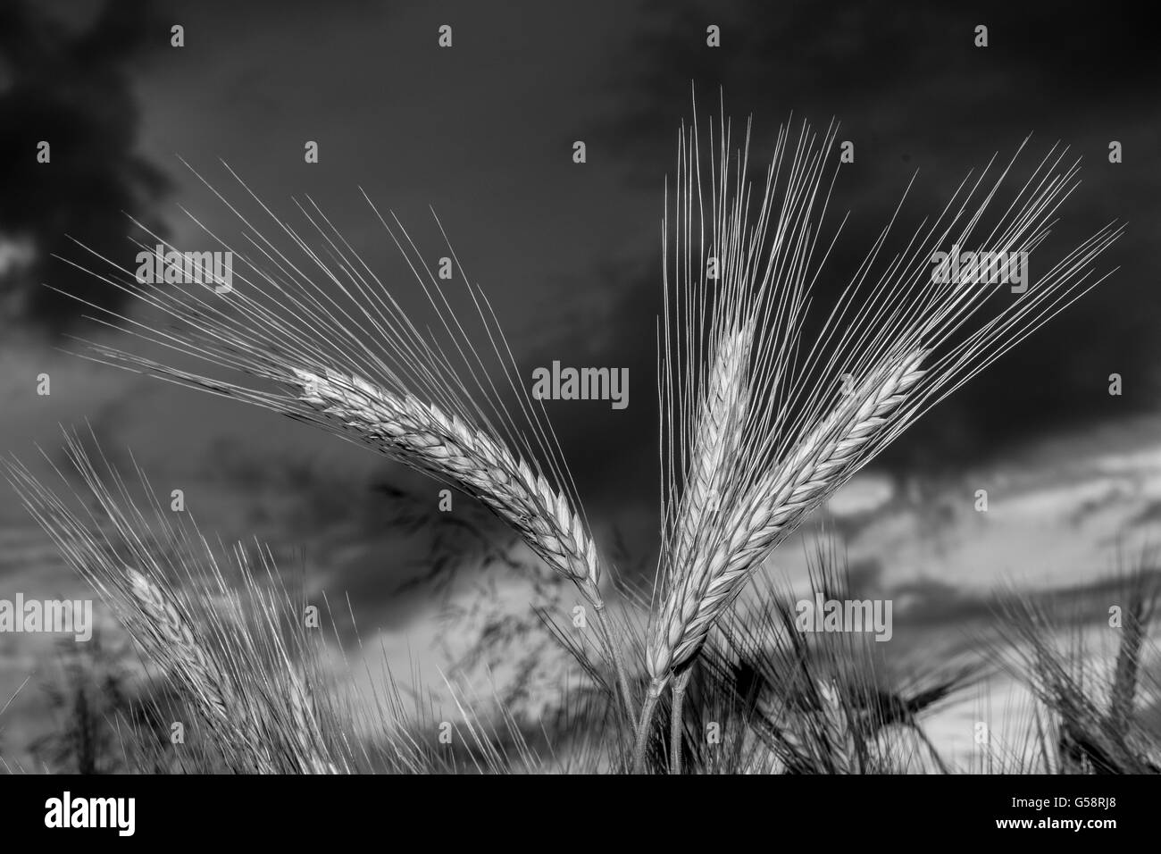 Orzo nel campo, closeup, messa a fuoco selettiva su steli anteriore, sfondo scuro cielo, in bianco e nero Foto Stock