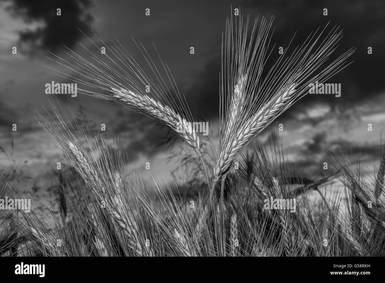 Orzo nel campo, closeup, messa a fuoco selettiva su steli anteriore, sfondo scuro cielo, in bianco e nero Foto Stock