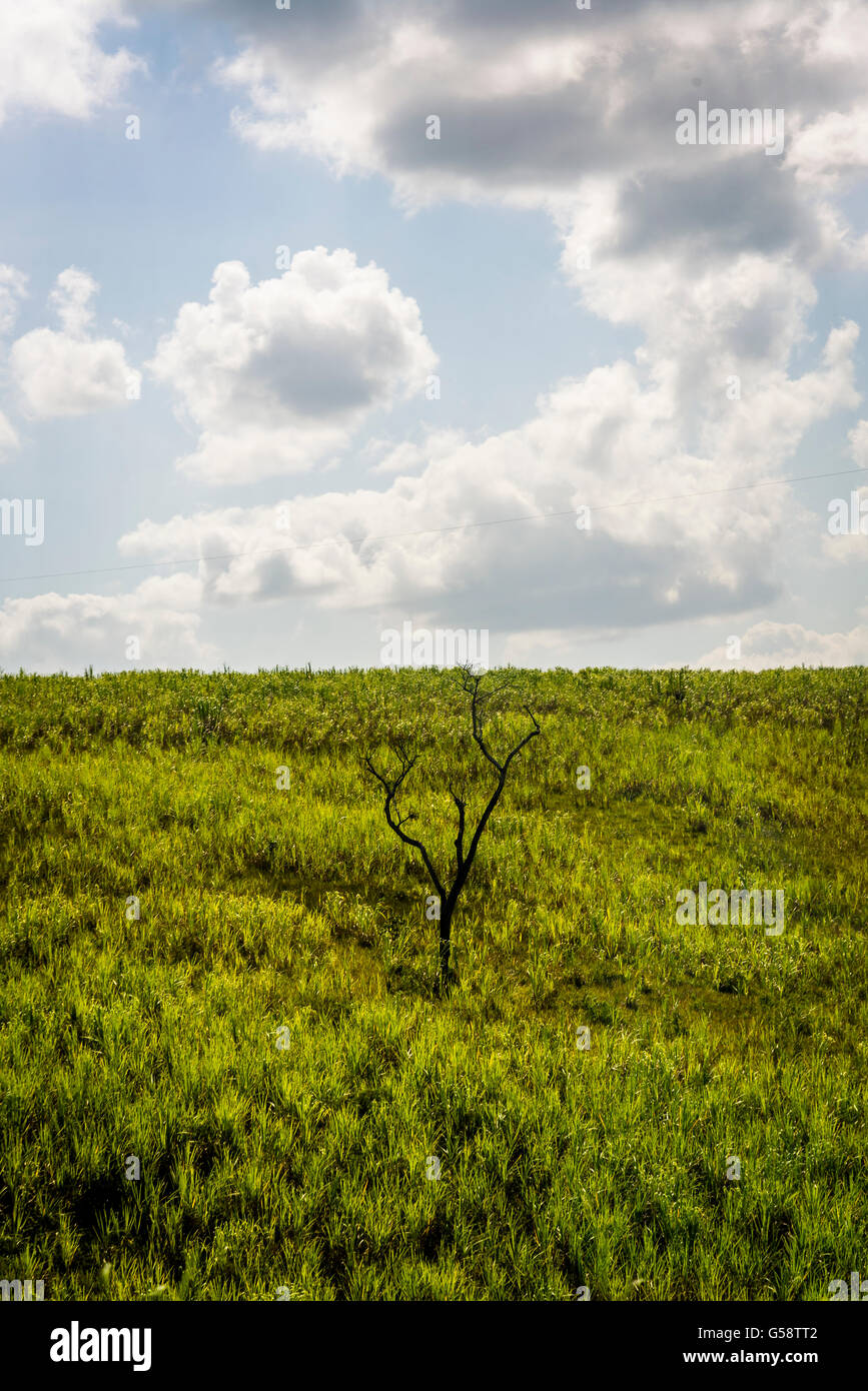 Le piantagioni di canna da zucchero, Alagoas, Nordest del Brasile Foto Stock