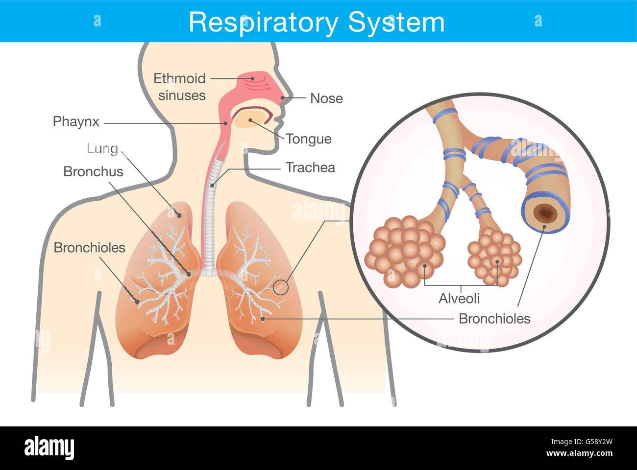 Il sistema respiratorio di umana Illustrazione Vettoriale