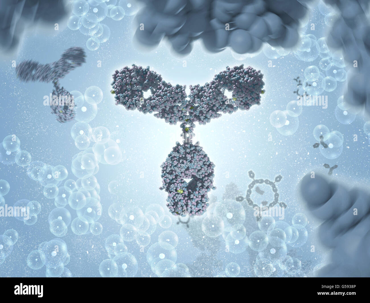 Anticorpo a.k.a. L'immunoglobulina G (IgG) è sagomata a Y di proteine e di parte del sistema immunitario umano Foto Stock