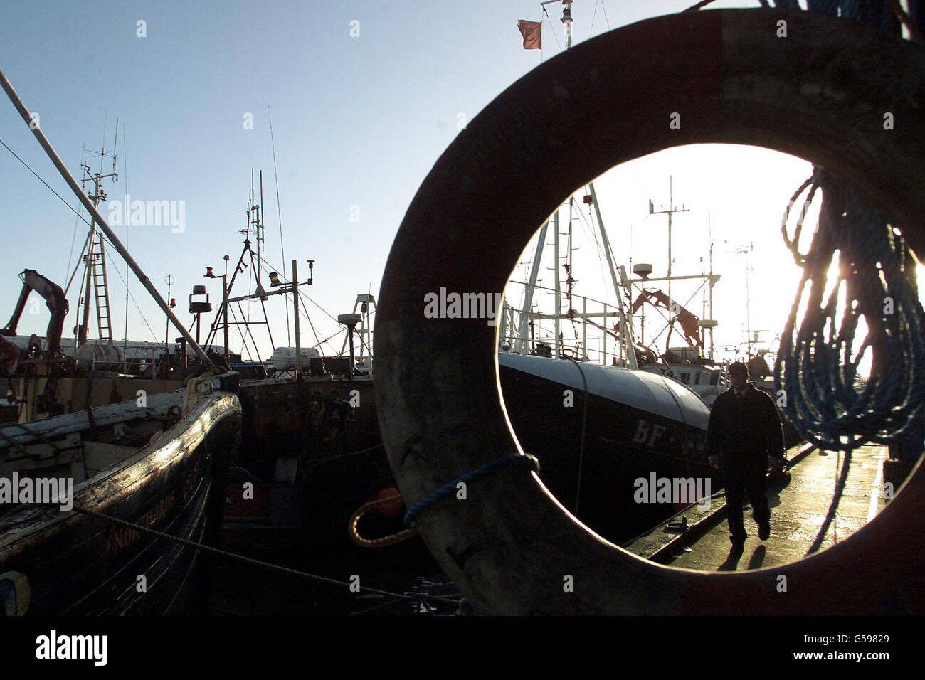 Barche da pesca a North Shields Fish Quay. Alcune parti del Mare del Nord sono chiuse ai pescatori di merluzzo bianco sotto le potenze europee di emergenza annunciate oggi. La pesca del merluzzo bianco sarà vietata per 12 settimane durante il periodo cruciale della riproduzione, nel tentativo disperato di rilanciare gli stock pericolosamente depauperati. *...l'annuncio è arrivato dopo un ultimo ciclo di colloqui con la Norvegia, che è il gestore congiunto degli stock di merluzzo del Mare del Nord. Foto Stock