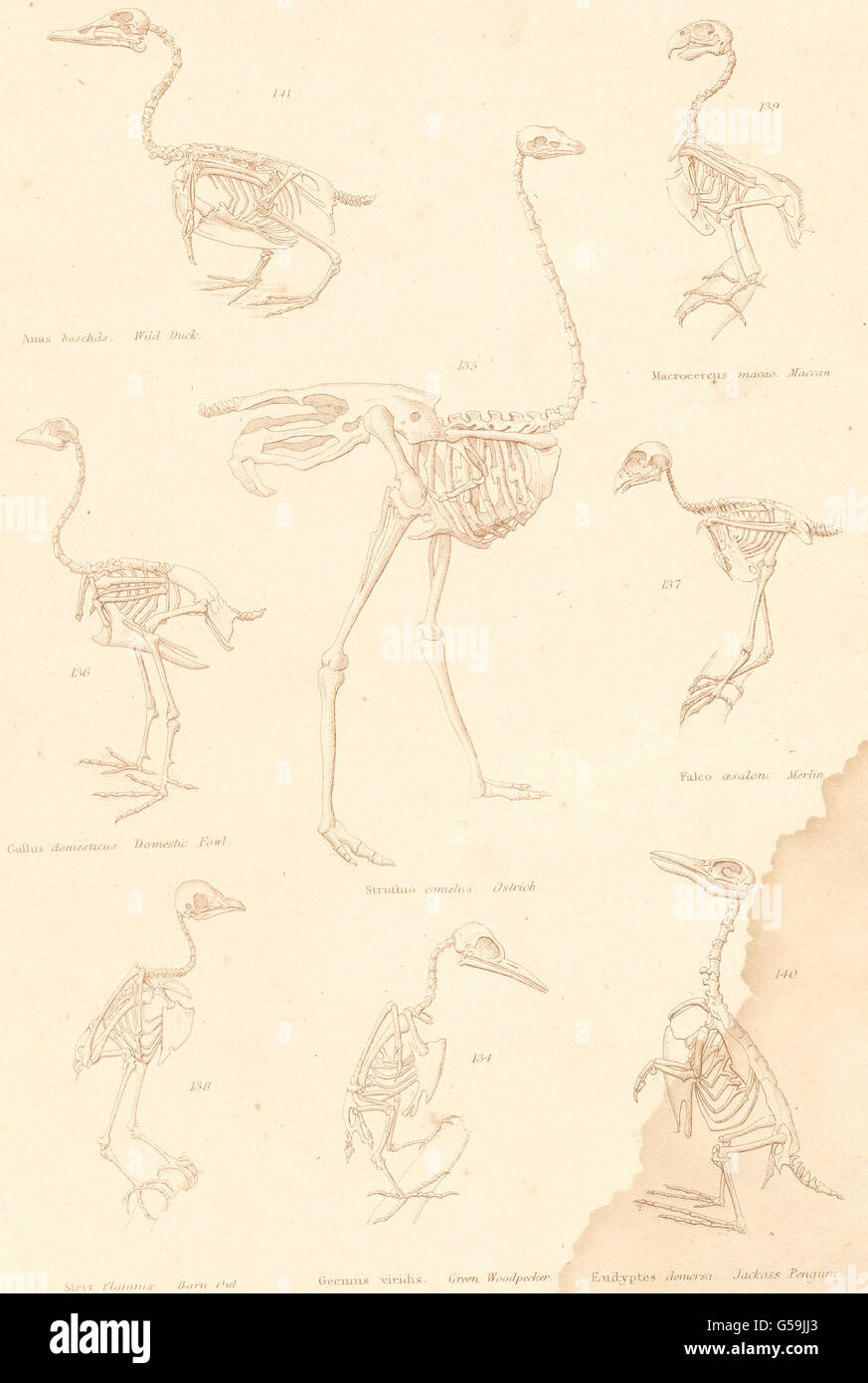 Uccelli: scheletri: Anatra; Maccan; Fowl; struzzo; Merlin; Barbagianni; Woodpecker 1860 Foto Stock