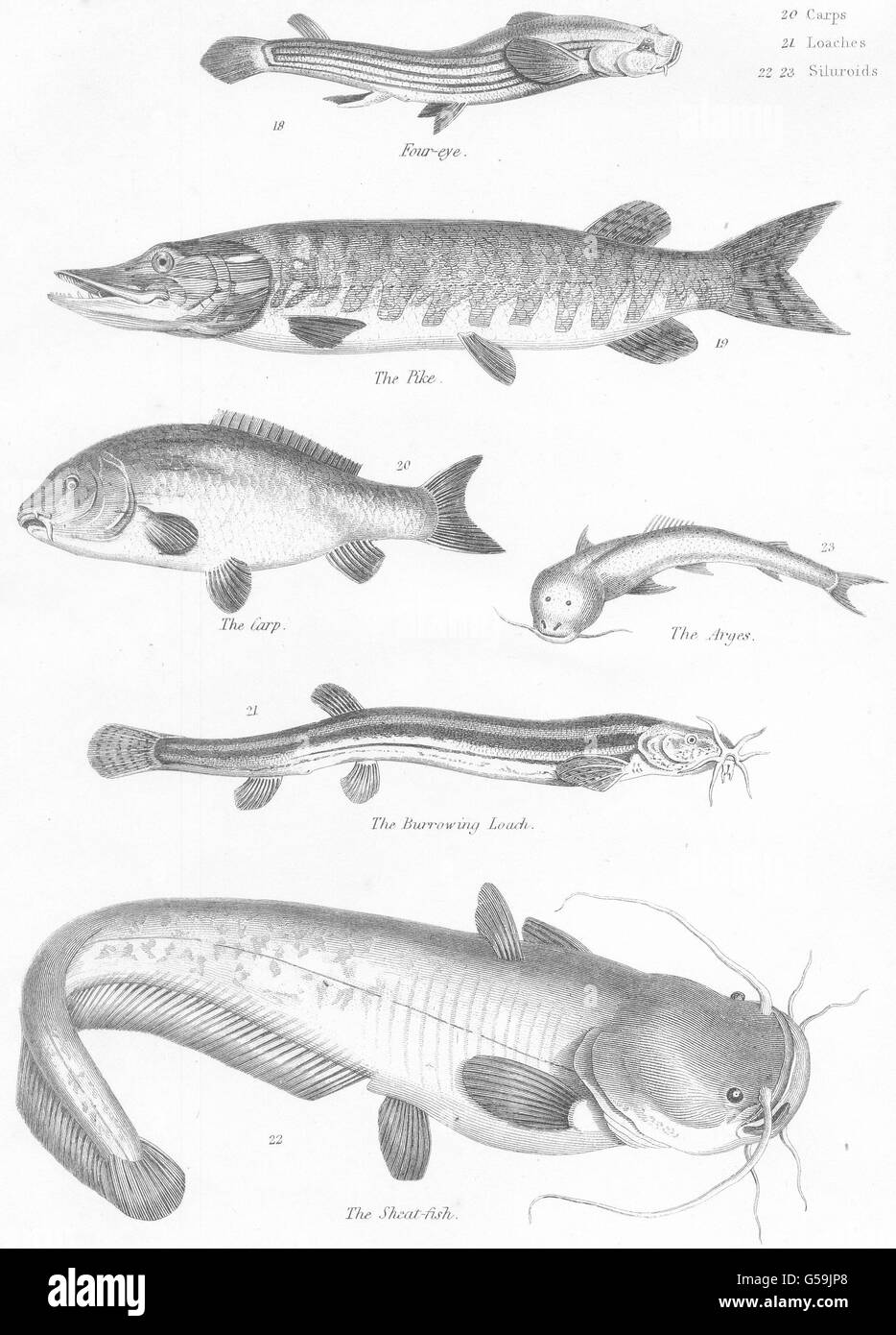 Pesci: pesci- occhio; Luccio; carpe; Arges; scavando Loach; guaina , antica stampa 1860 Foto Stock