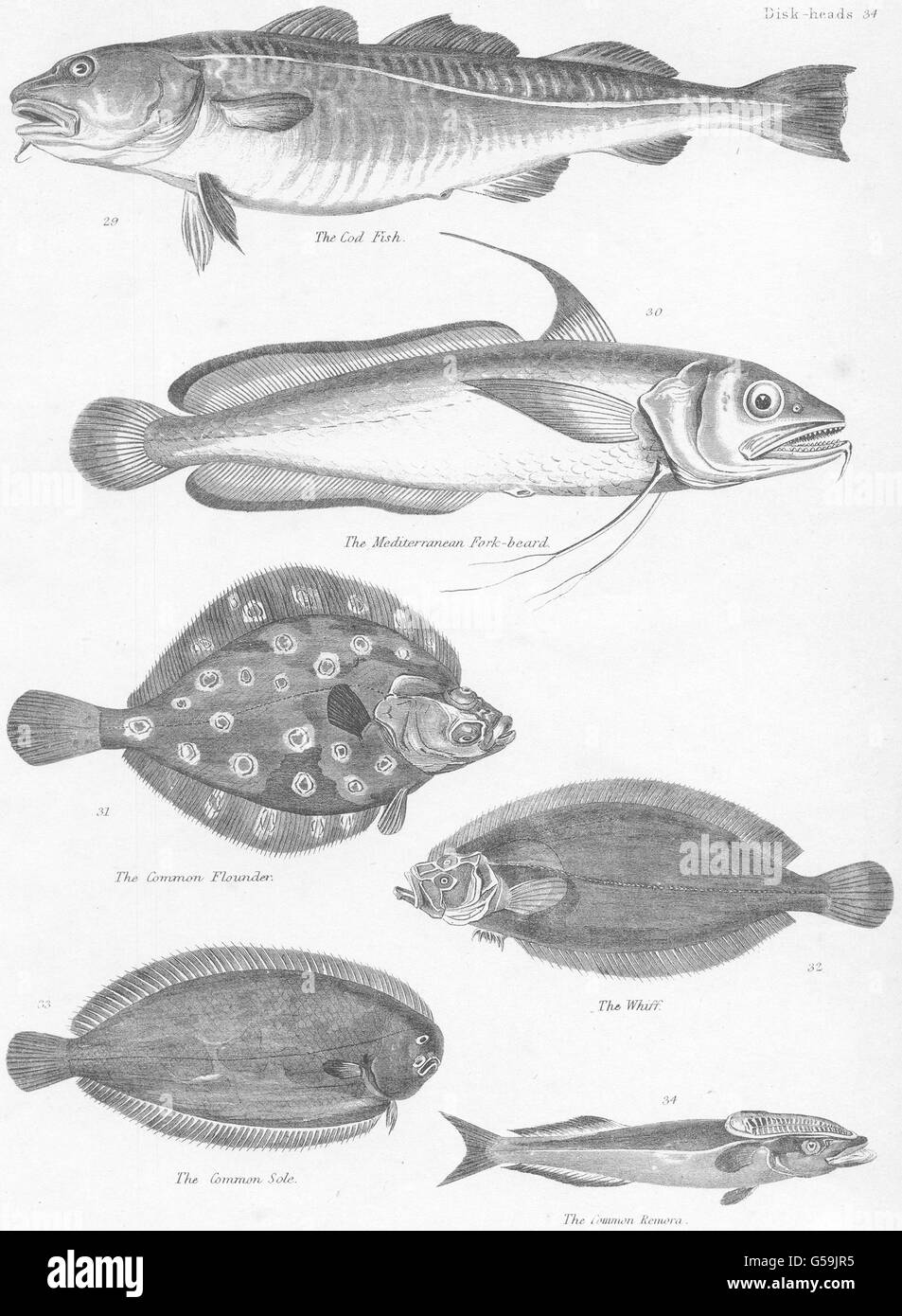 Pesci: pesci; Cod; Mediterraneo forcella- barba; Cmn Passera pianuzza; odore; suola; , 1860 Foto Stock