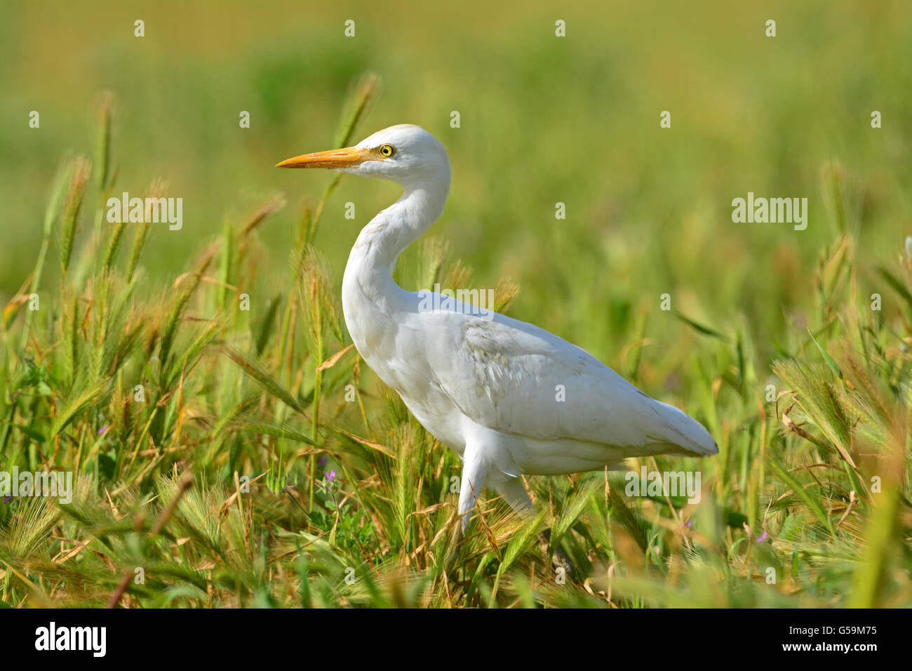 Airone guardabuoi, Bubulcus ibis Foto Stock