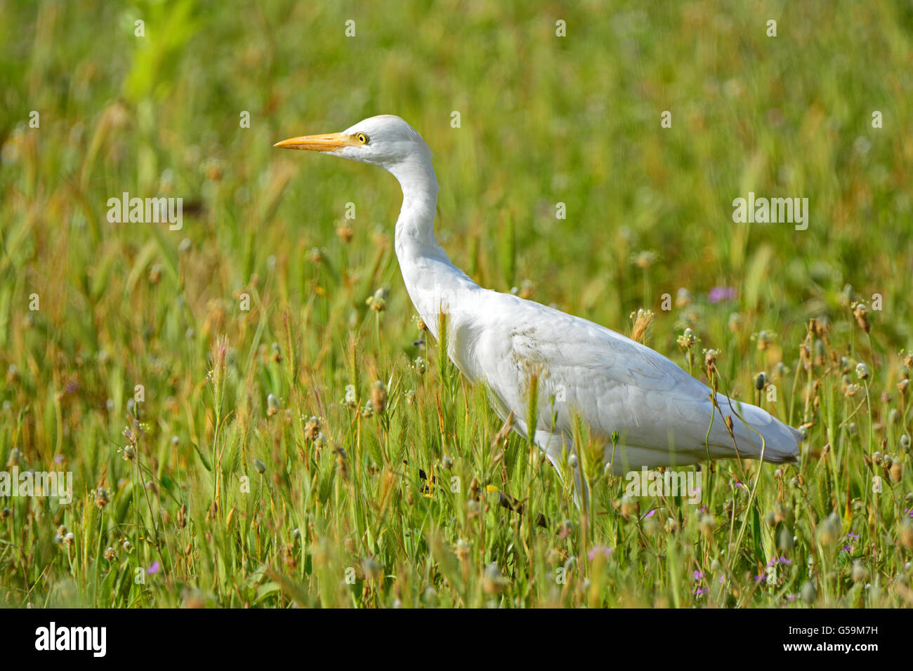 Airone guardabuoi, Bubulcus ibis Foto Stock