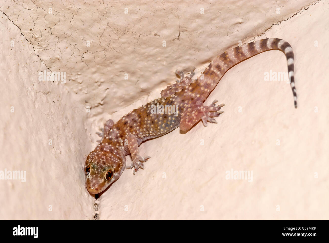 Casa gecko nell'angolo Foto Stock